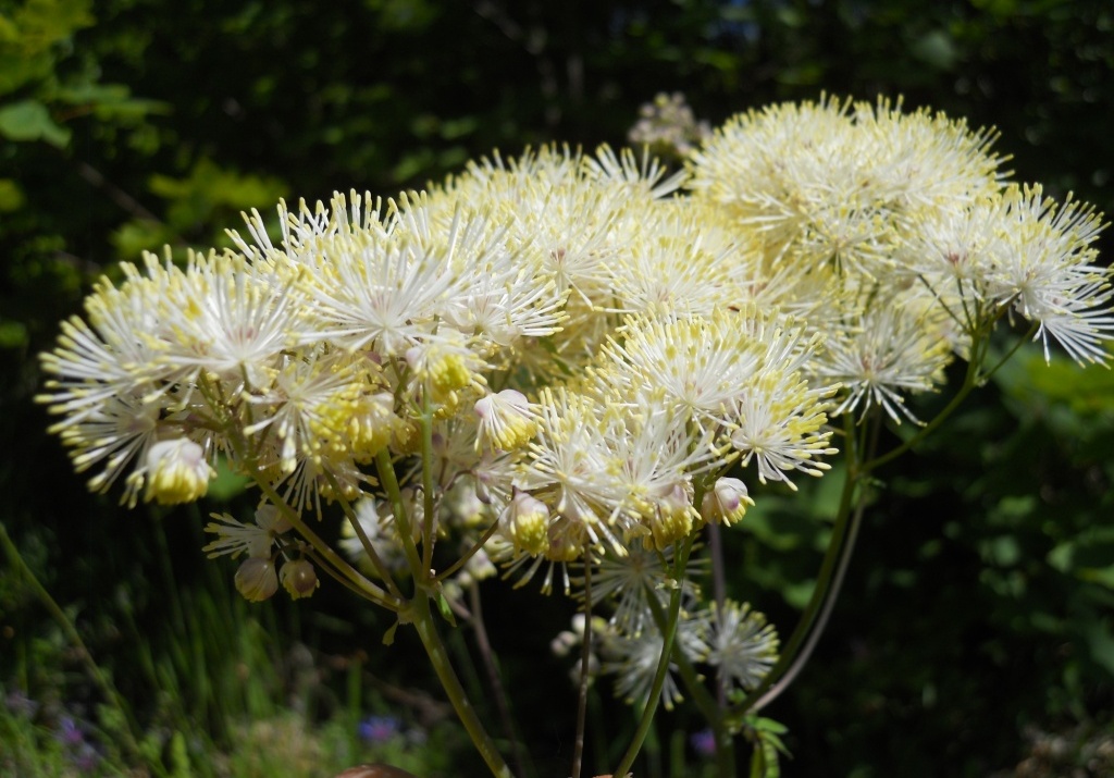 Thalictrum aquilegifolium